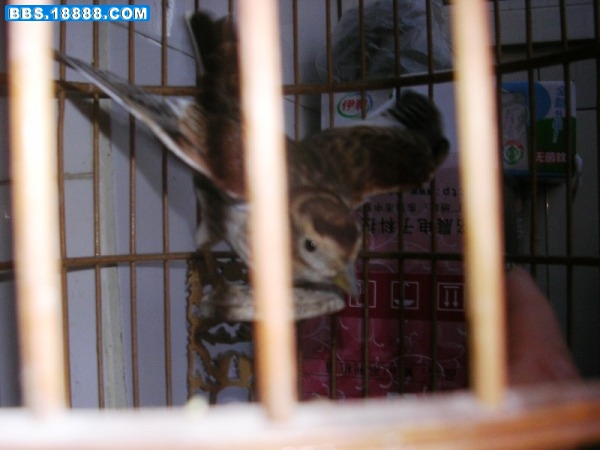 DSCN9755.JPG