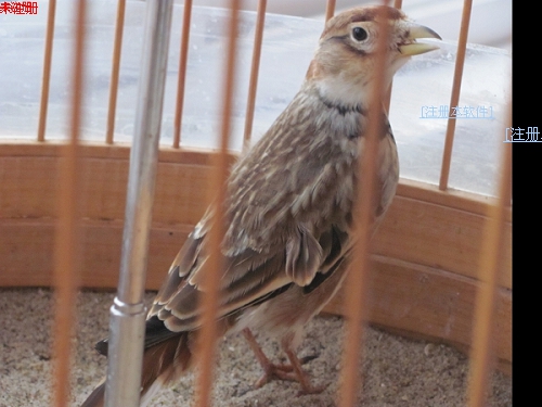 2011_12_26_48.jpg