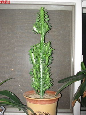 2011_12_26_42.jpg