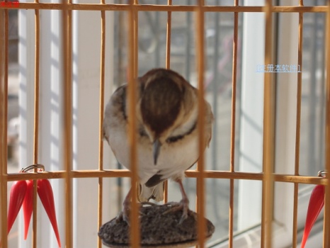 2011_12_26_12_001.jpg