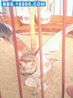 IMG0567A.JPG
