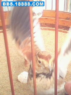 IMG0566A.JPG
