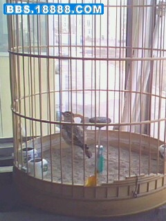 IMG0742A.jpg