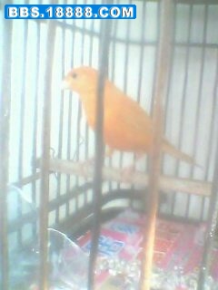 IMG0152A.jpg