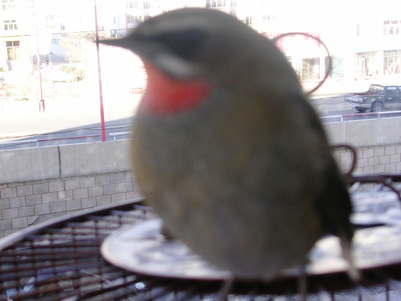 DSCN8949.JPG