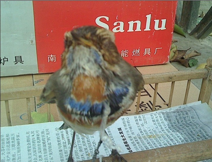 蓝4.jpg
