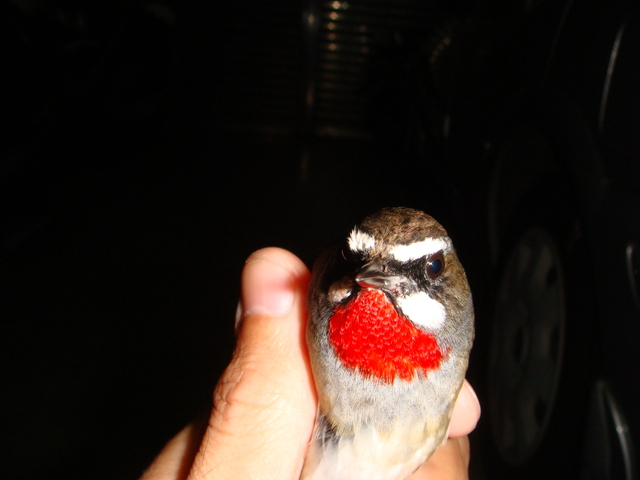 dsc08950f.jpg