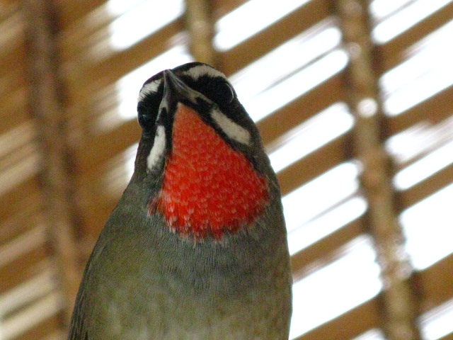IMG_4709.jpg