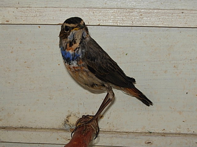 DSCN8331.JPG