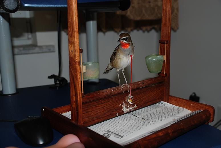 DSC_0032.JPG
