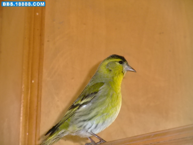 DSCF4328.jpg