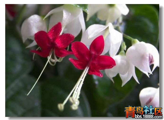 龙吐珠.jpg