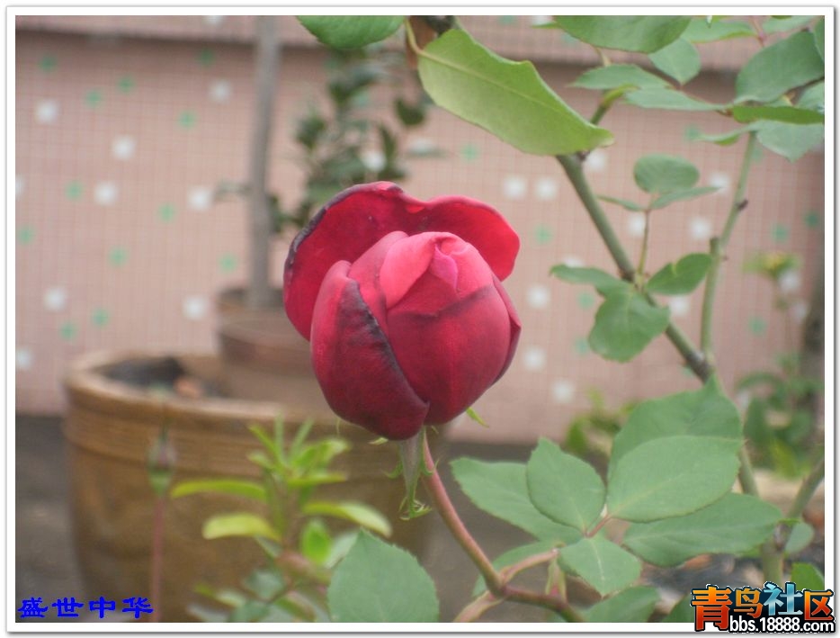 nEO_IMG_SL380205.jpg