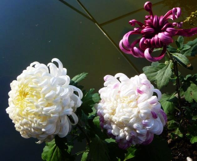 9寂寞菊.jpg