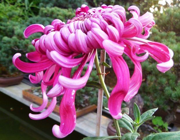 3花开.jpg