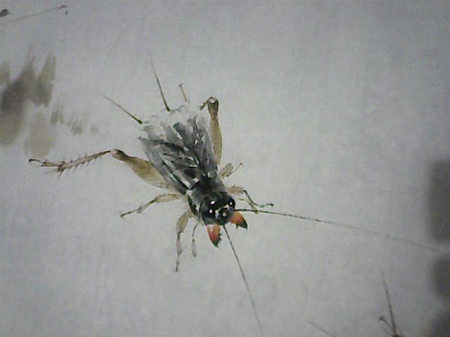 蟋蟀画2 002.jpg