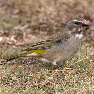Crithagra albogularis (White-throated canary).jpg