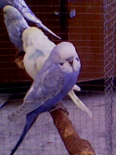 IMG5856A.jpg