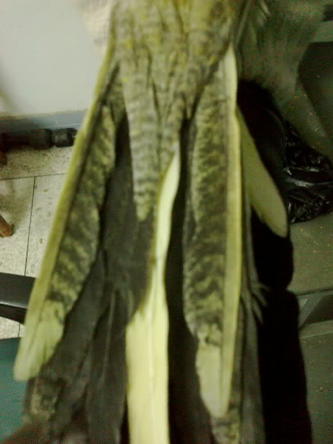 20120113294-001.jpg