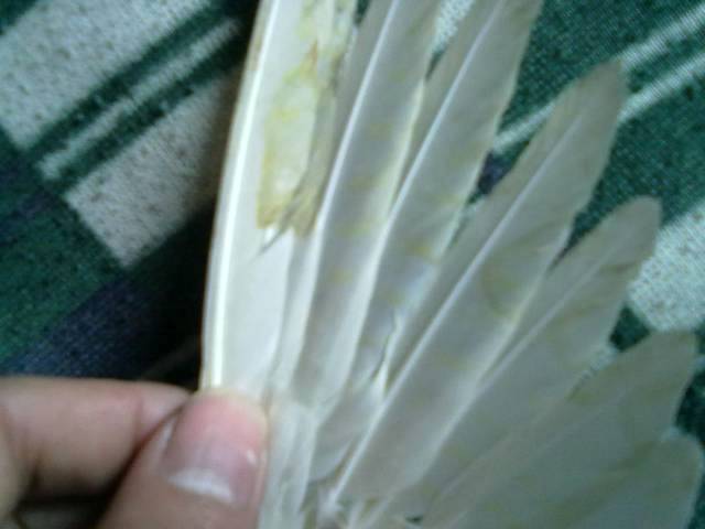 20120106278.jpg