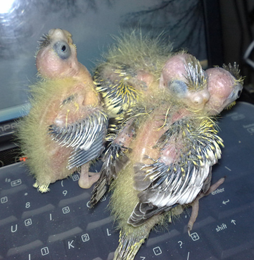 20120102652.jpg