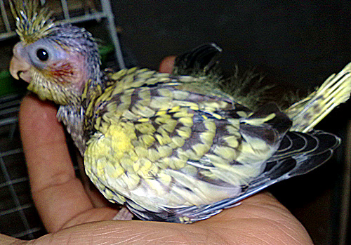 20120118885.jpg