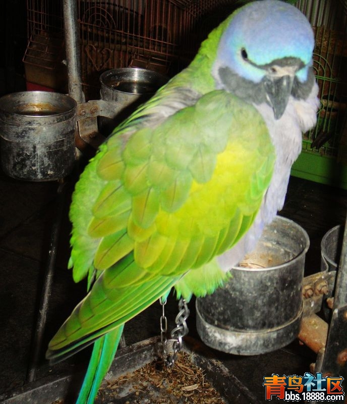 2鸟儿.jpg