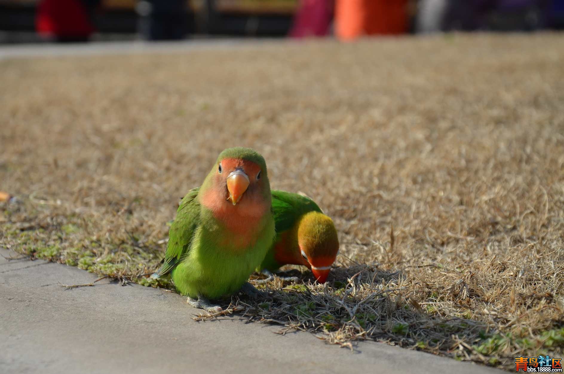 DSC_2802.jpg