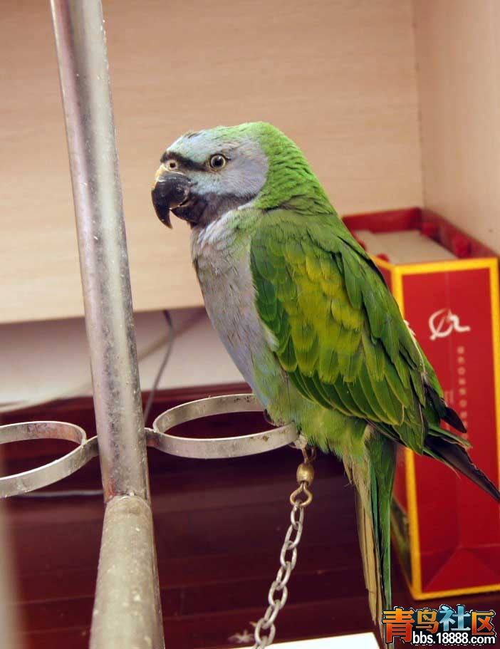 7鸟.jpg