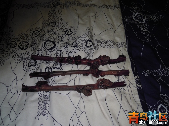 DSCN1217.JPG