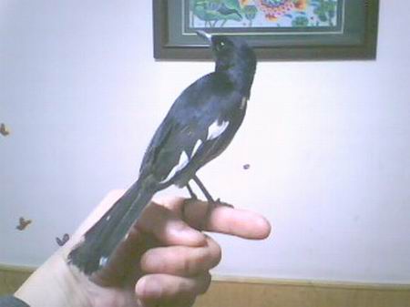 IMG0622A.jpg