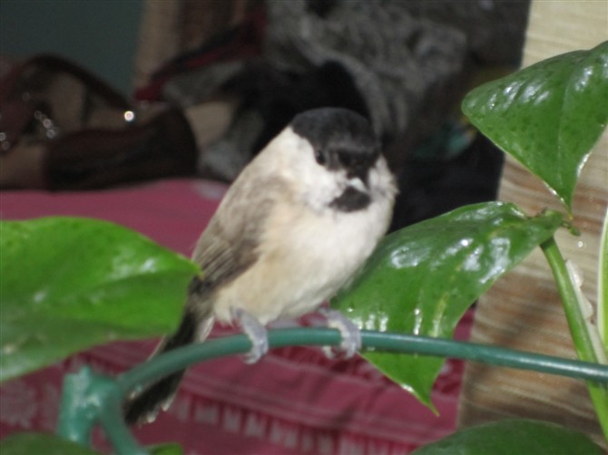 psbCA0KJ559.jpg