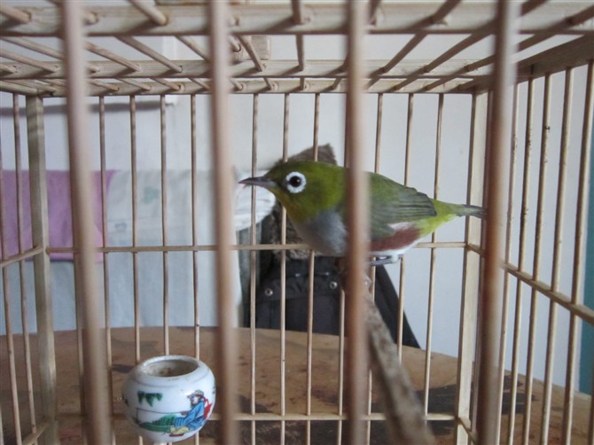 psbCACWIMEA.jpg