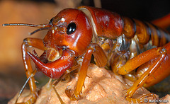 151239429_9078dbc70c_m.jpg