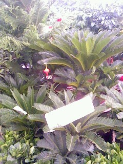 IMG0859A.jpg