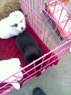 IMG0930A.jpg