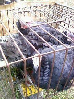 IMG0960A.jpg