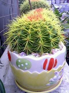 IMG0867A.jpg