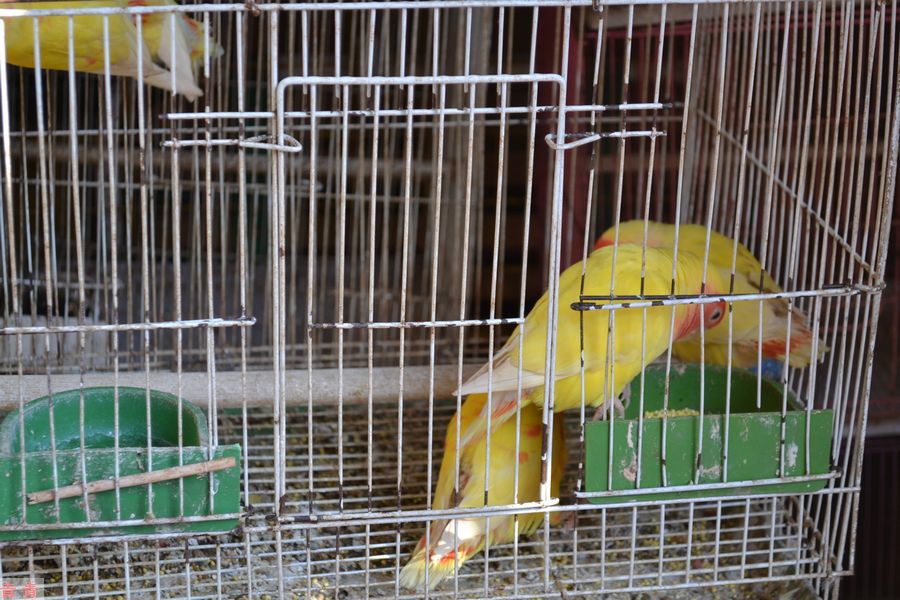 nEO_IMG_高阳路花鸟市场 006.jpg