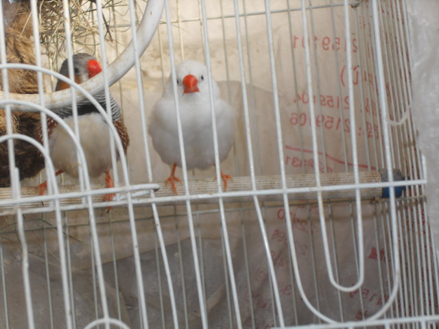SDC10646.JPG