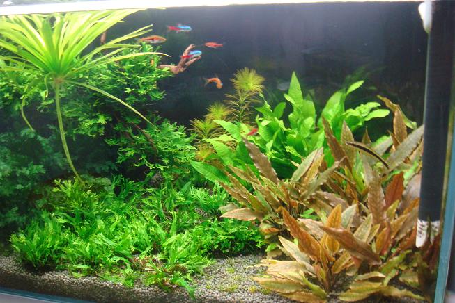 草4.JPG