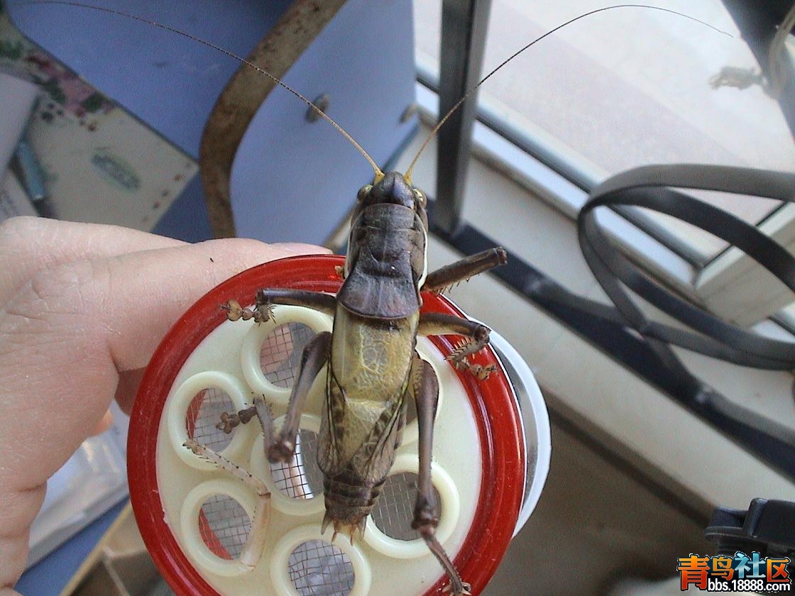 残蝈蝈1.JPG