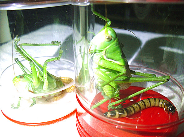CIMG4485_副本.jpg