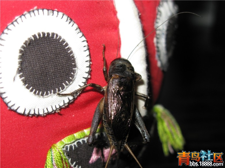 IMG_6246_副本.jpg