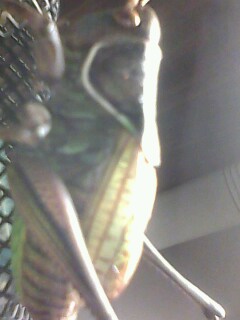 IMG0218A.jpg
