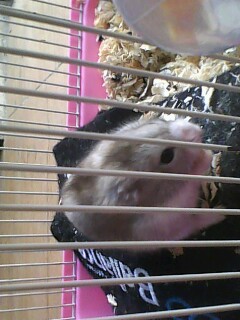 IMG0258A.jpg