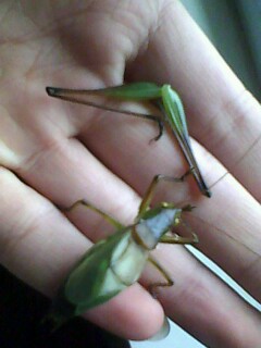 IMG0259A.jpg