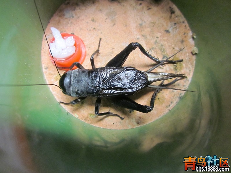 照片 002_副本.jpg