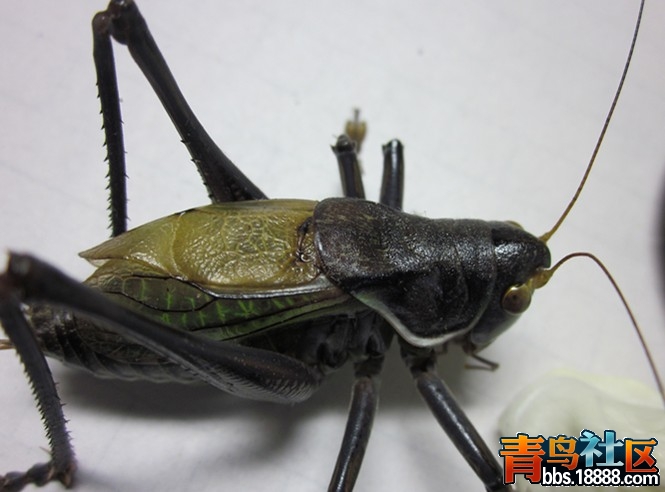IMG_2347_副本.jpg