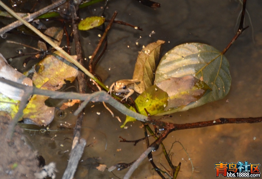 什么蛙？（20111231）.jpg